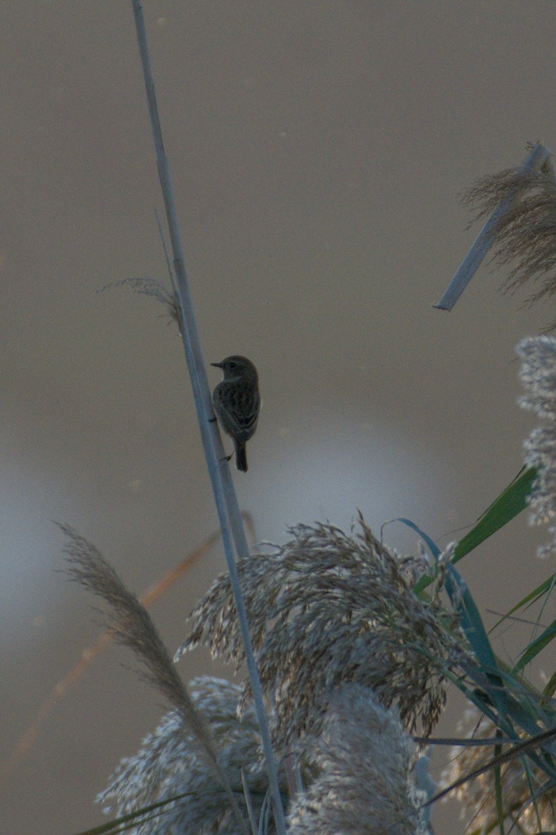 European Stonechat - ML645836226