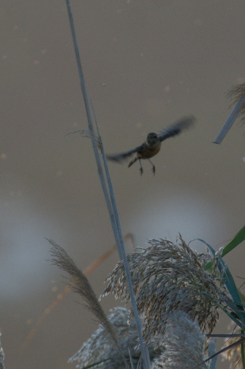 European Stonechat - ML645836227