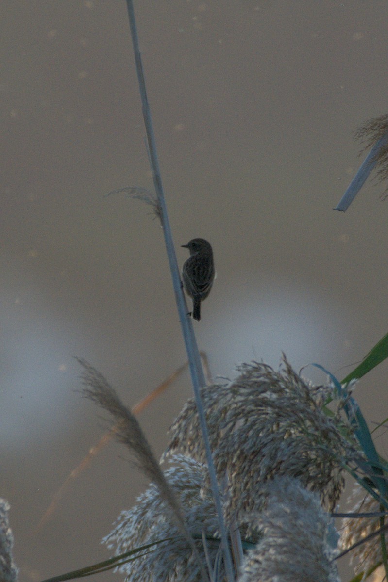 European Stonechat - ML645836228