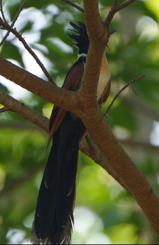 kukačka hnědokřídlá - ML645836230