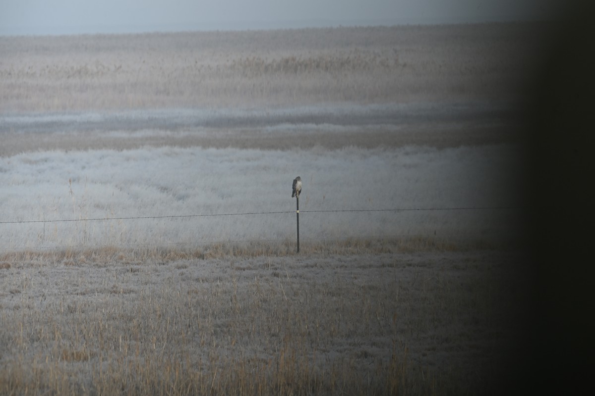 Лунь американський - ML645836237