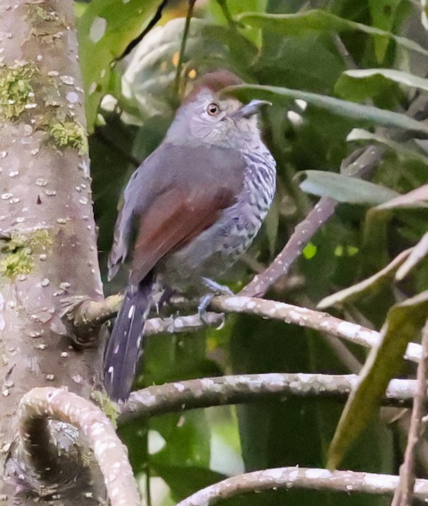 Rufous-capped Antshrike - ML645836243