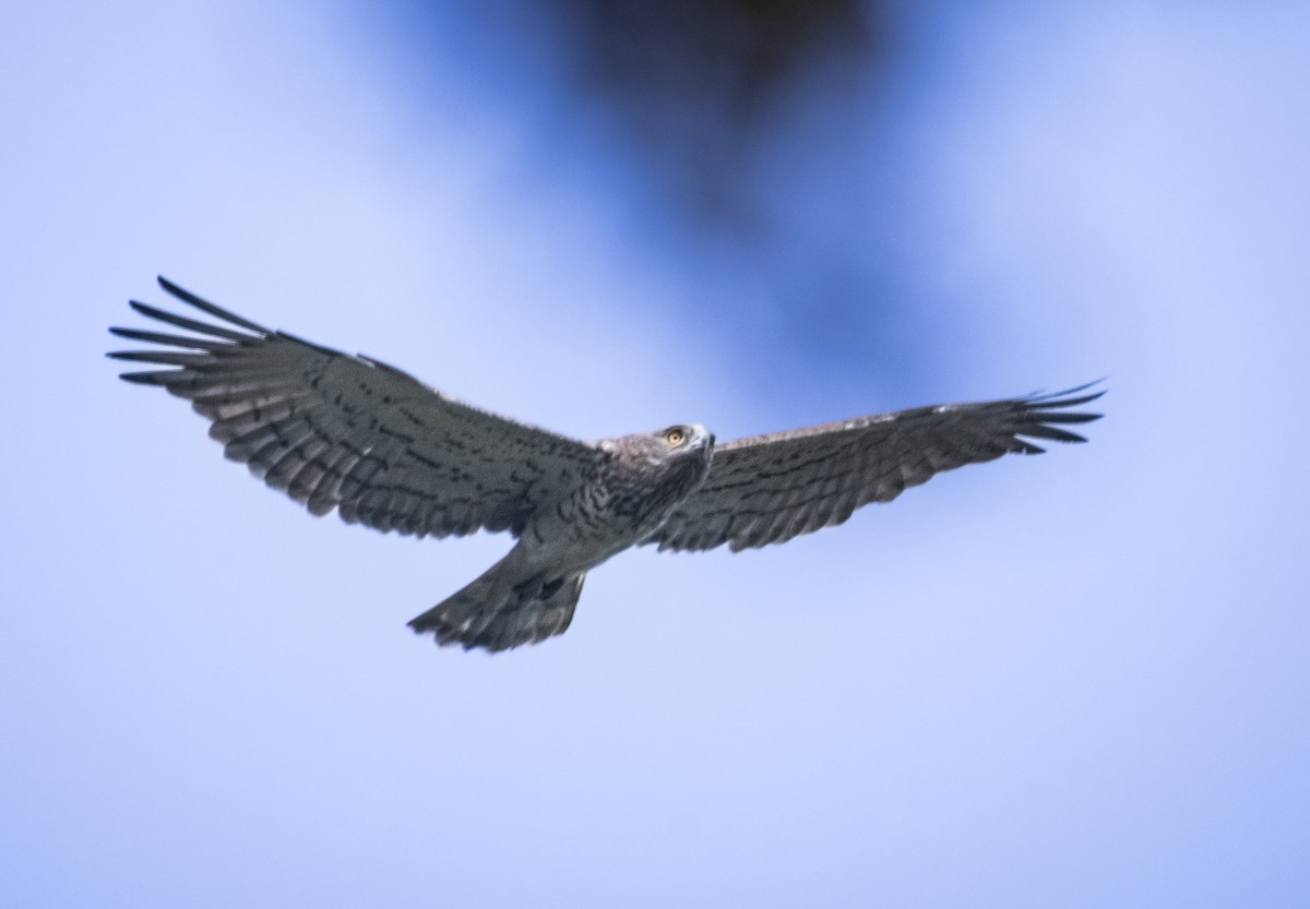 orlík krátkoprstý - ML645836250