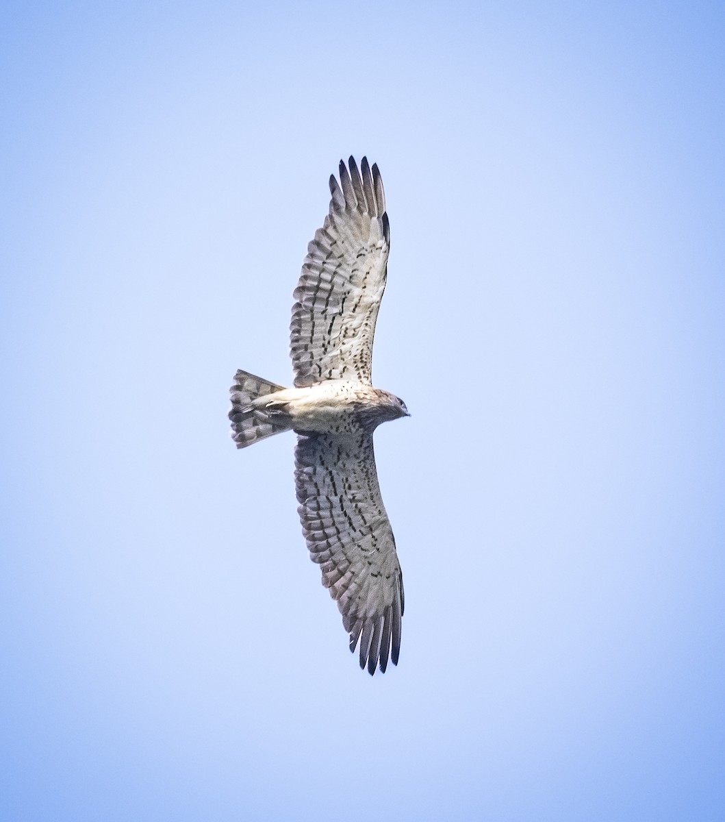 orlík krátkoprstý - ML645836251