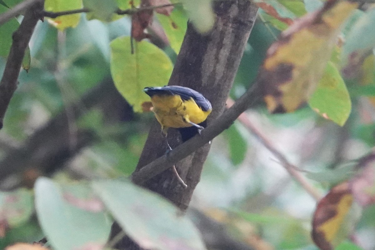 Sultan Tit - ML645836296