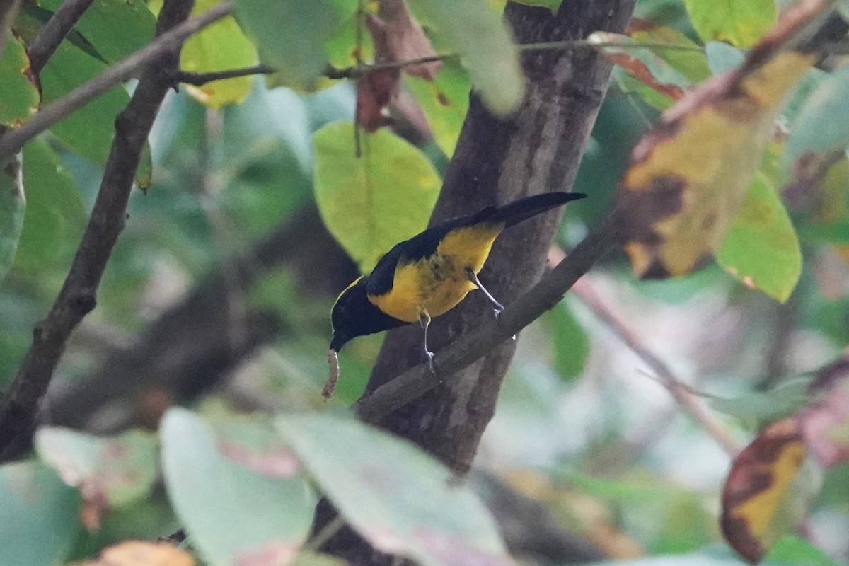 Sultan Tit - ML645836297