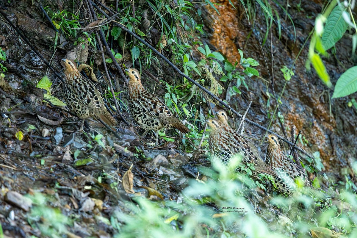 Gelbbrauen-Bambushuhn - ML645836300