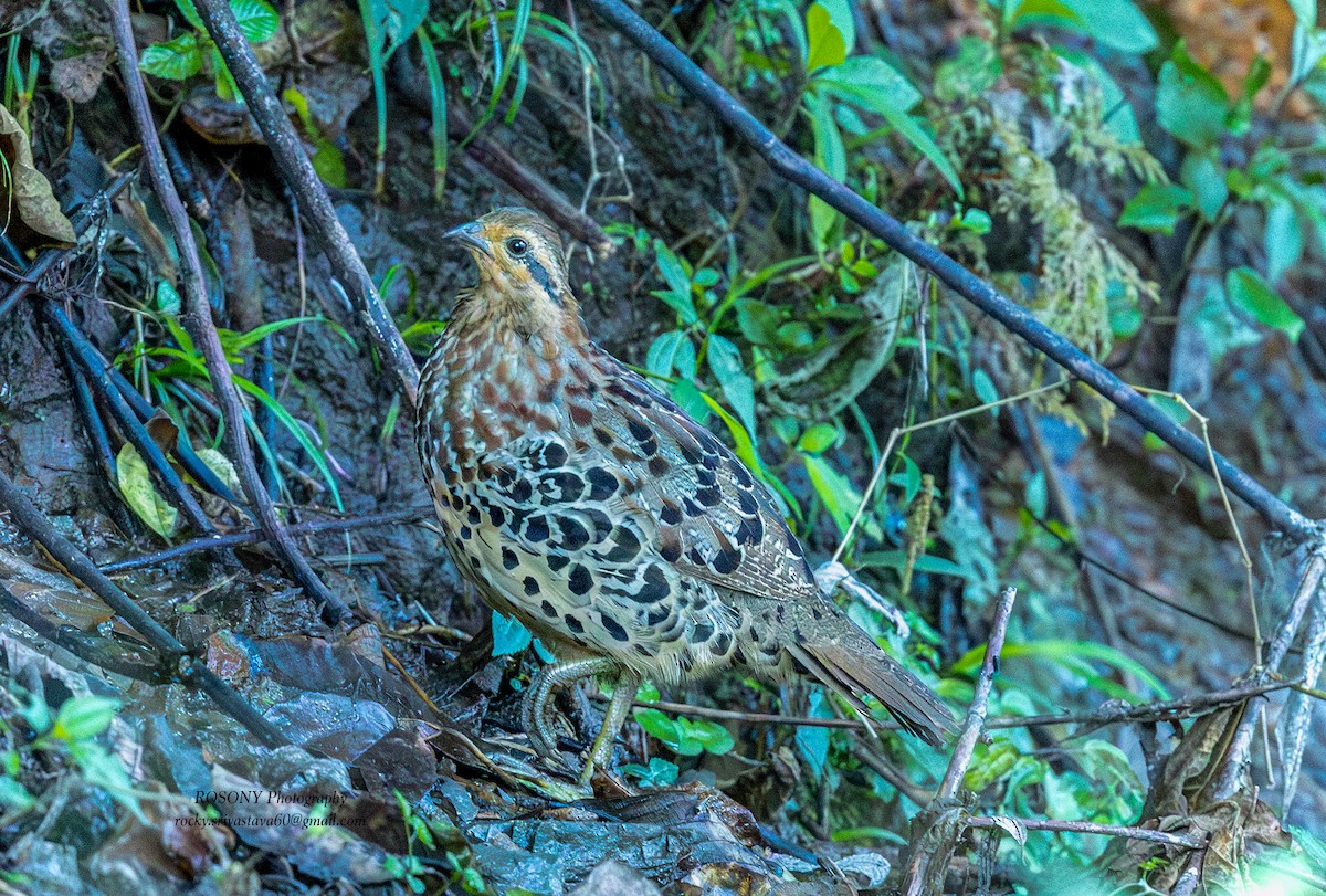 Gelbbrauen-Bambushuhn - ML645836303