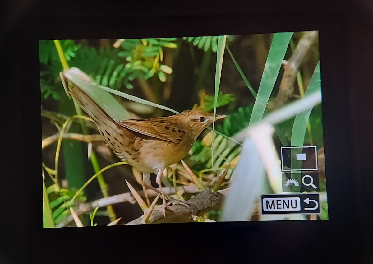 Обыкновенный сверчок - ML645836315