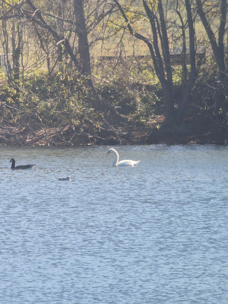 疣鼻天鵝 - ML645836319