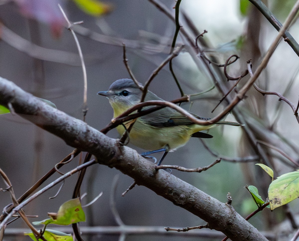 Philadelphia Vireo - ML645836320