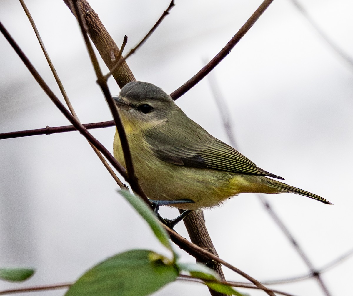Philadelphia Vireo - ML645836333