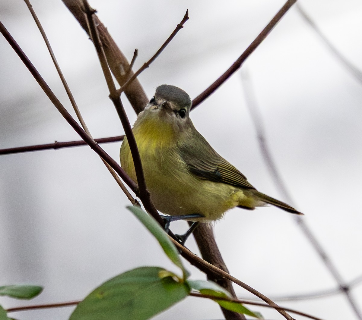 Philadelphia Vireo - ML645836341