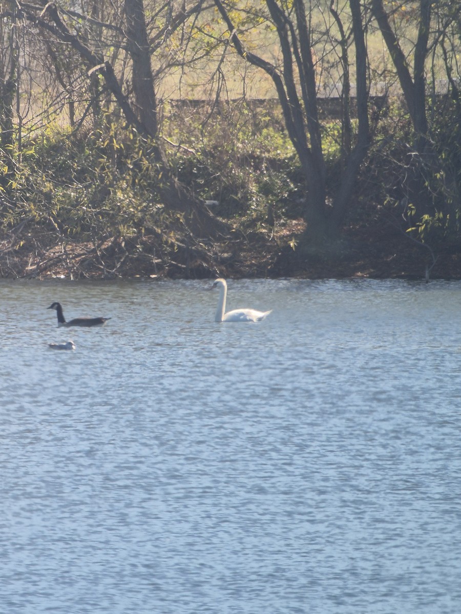 疣鼻天鵝 - ML645836346