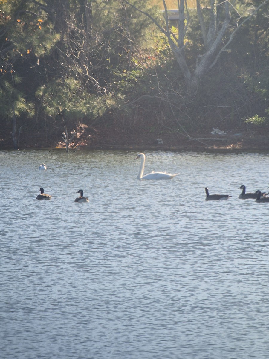 疣鼻天鵝 - ML645836347