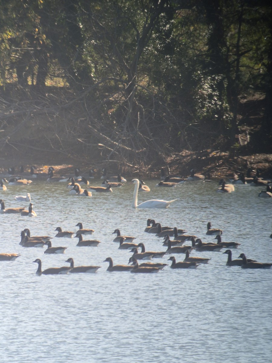 疣鼻天鵝 - ML645836349