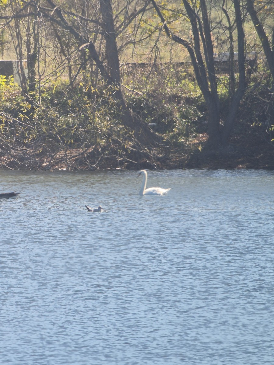 疣鼻天鵝 - ML645836350