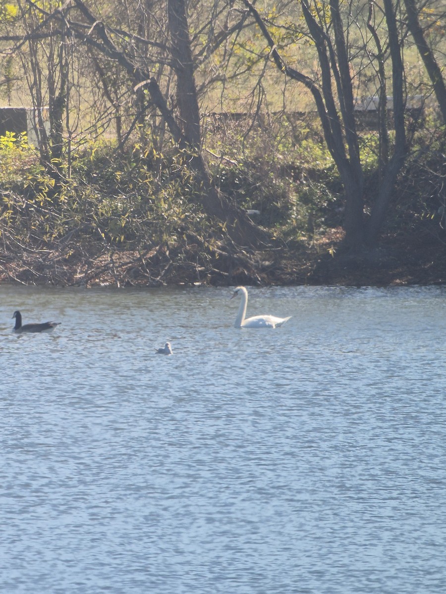 疣鼻天鵝 - ML645836351