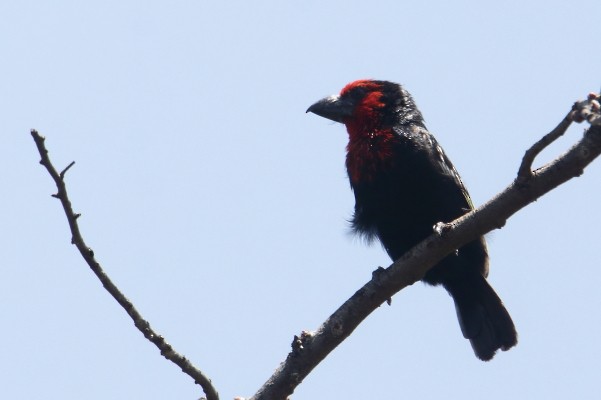 Black-billed Barbet - ML645836352