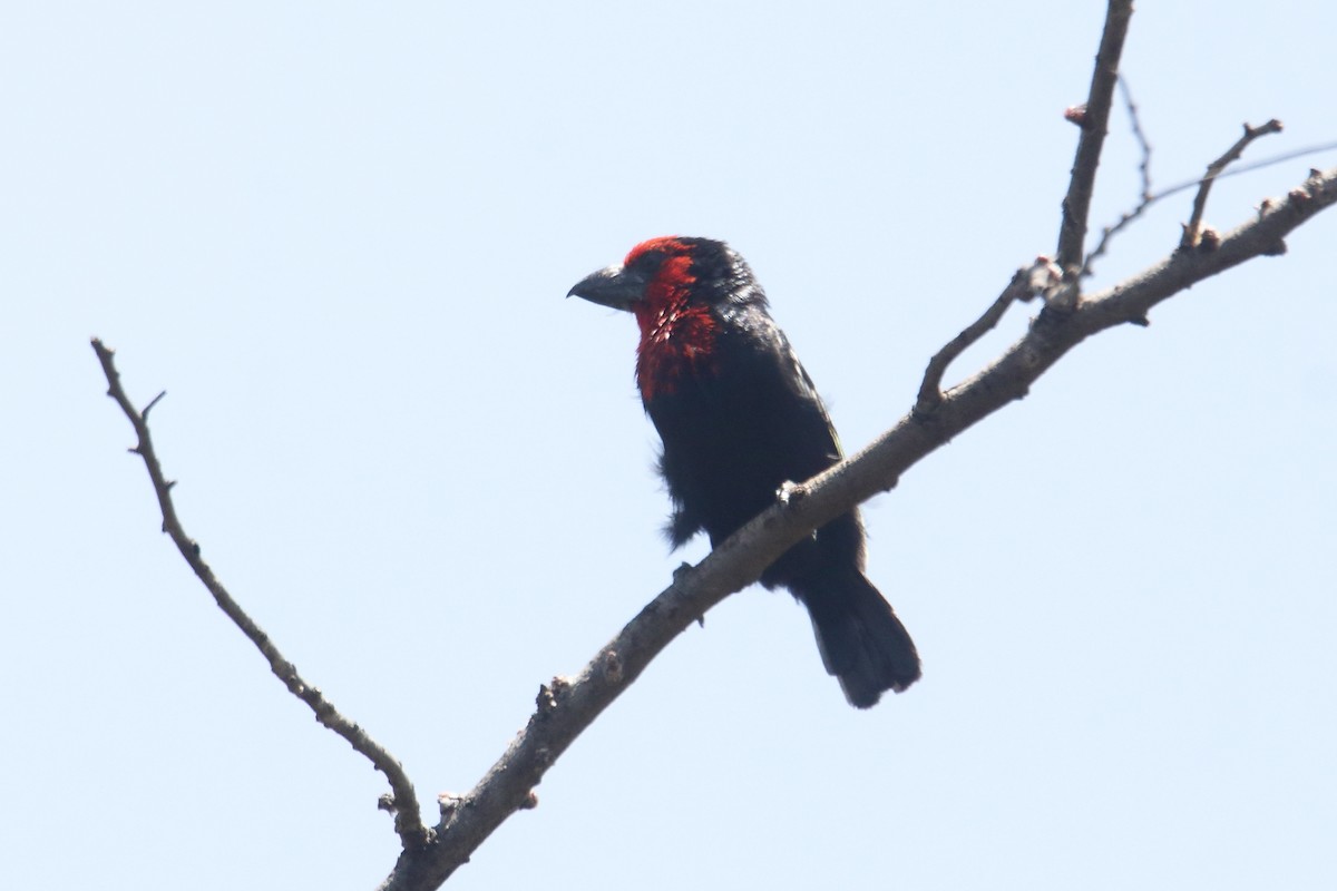 Black-billed Barbet - ML645836353