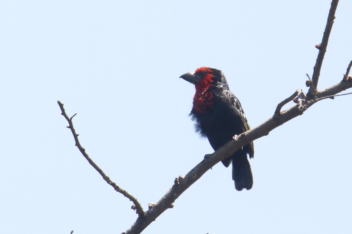 Black-billed Barbet - ML645836354
