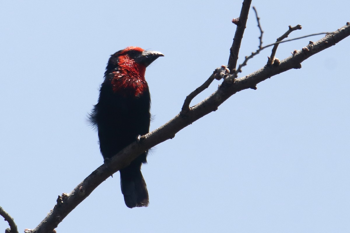 Black-billed Barbet - ML645836355