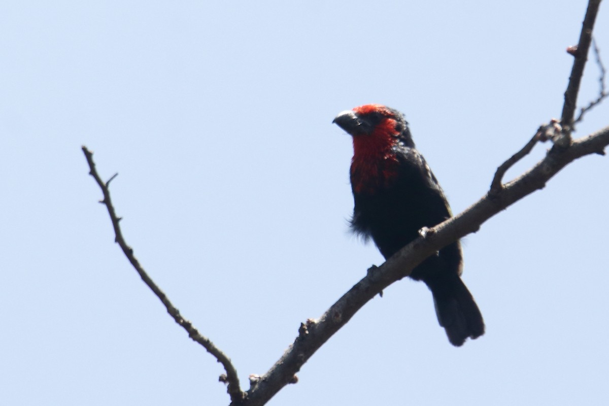 Black-billed Barbet - ML645836356