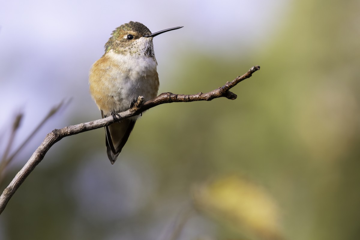 kalypta rezavolesklá - ML645836363