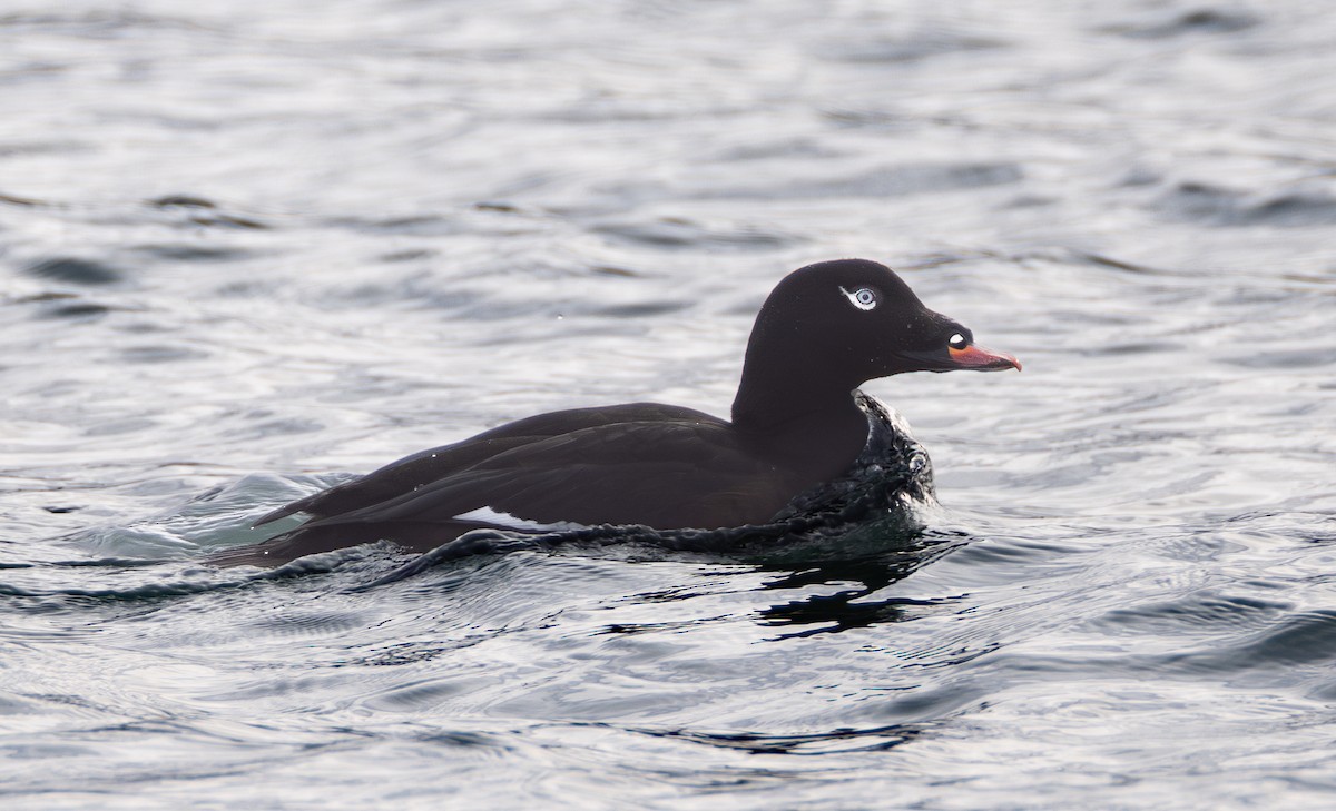 White-winged Scoter - ML645836365