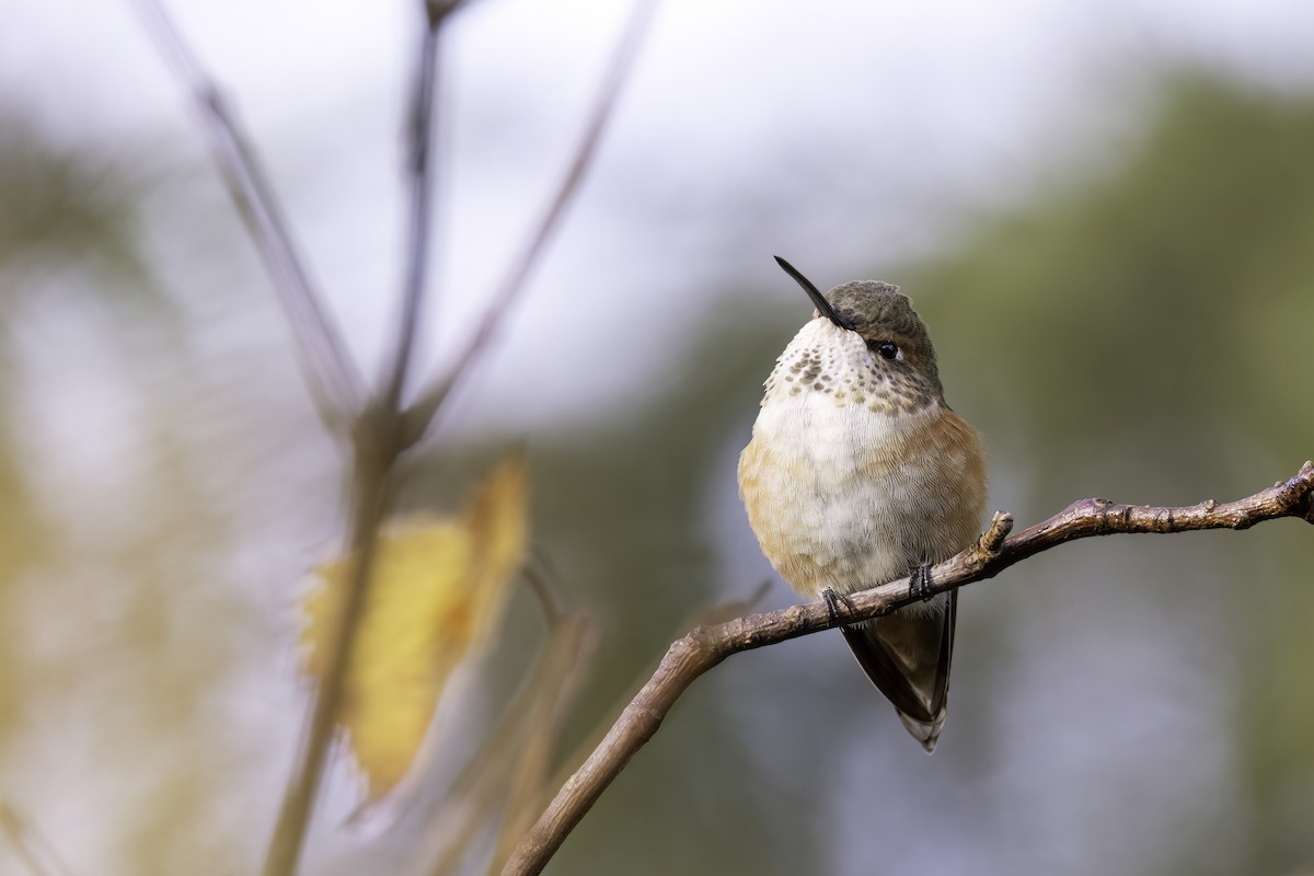 kalypta rezavolesklá - ML645836368