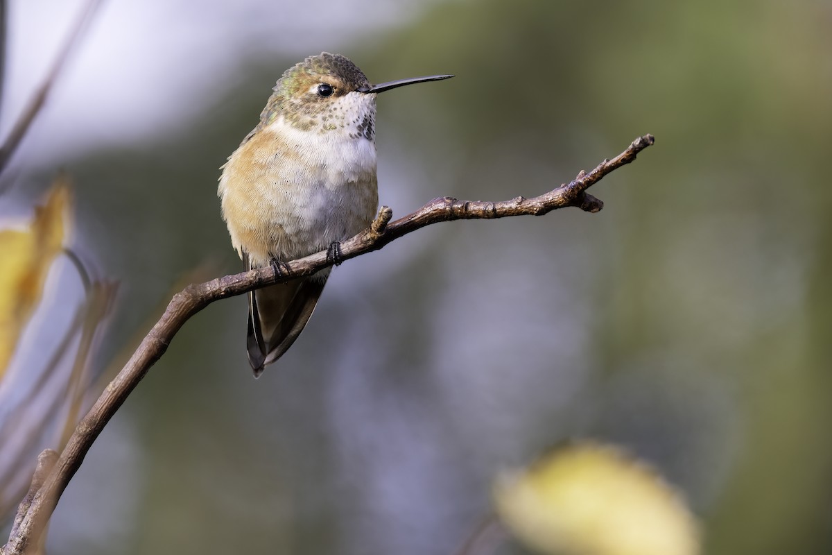 kalypta rezavolesklá - ML645836371