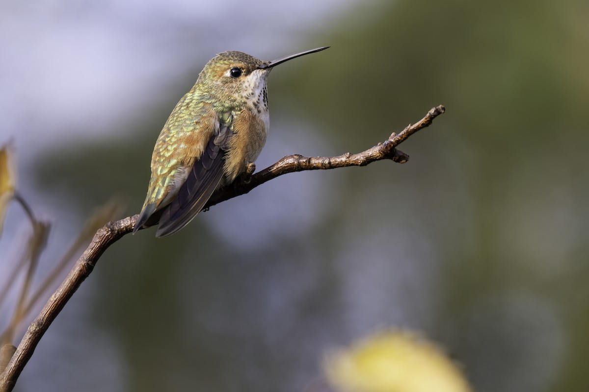 kalypta rezavolesklá - ML645836376