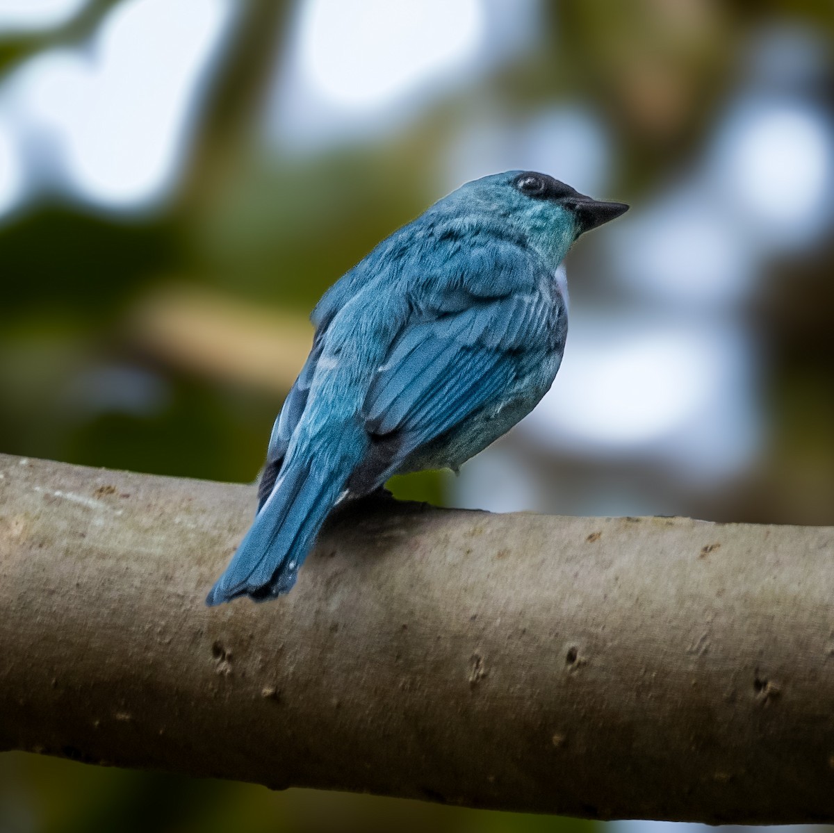 Verditer Flycatcher - ML645836377