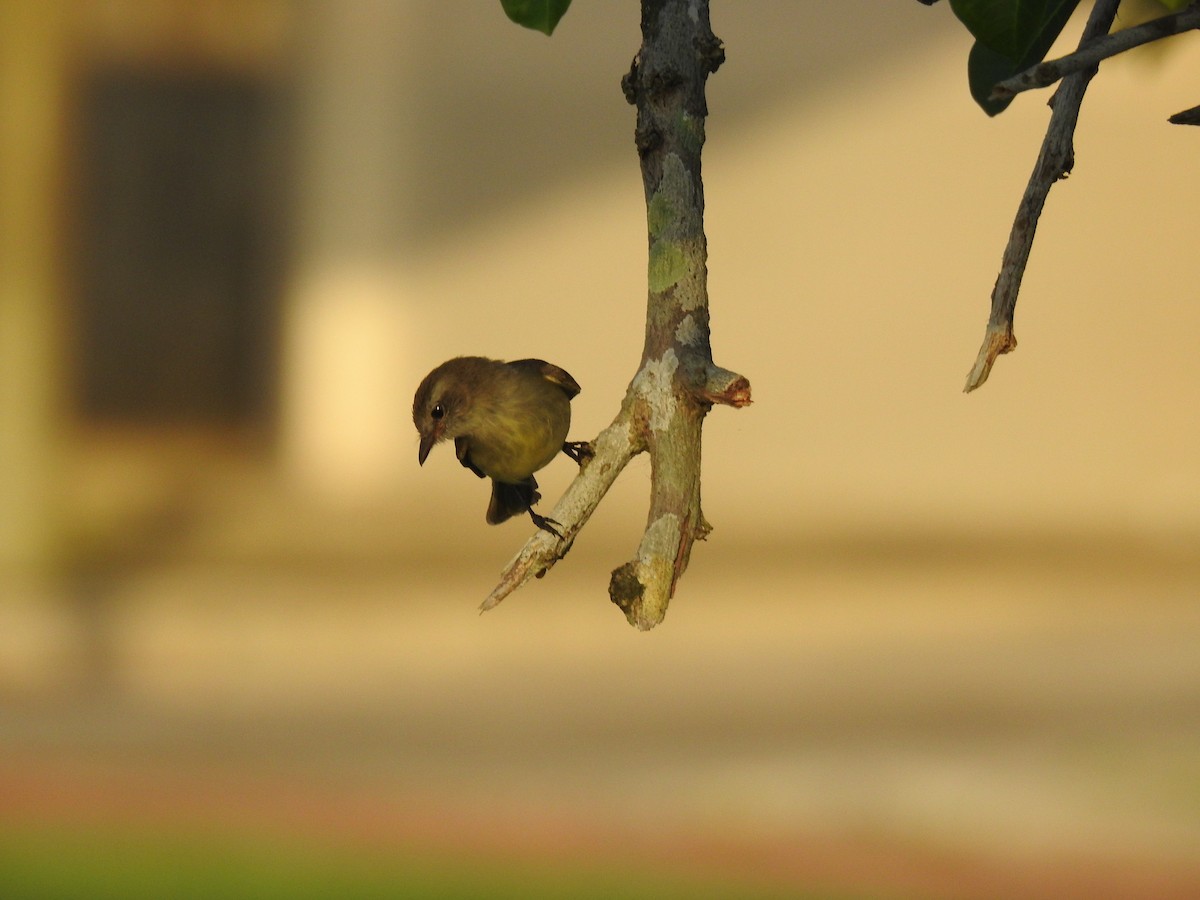 Mouse-colored Tyrannulet - ML645836387