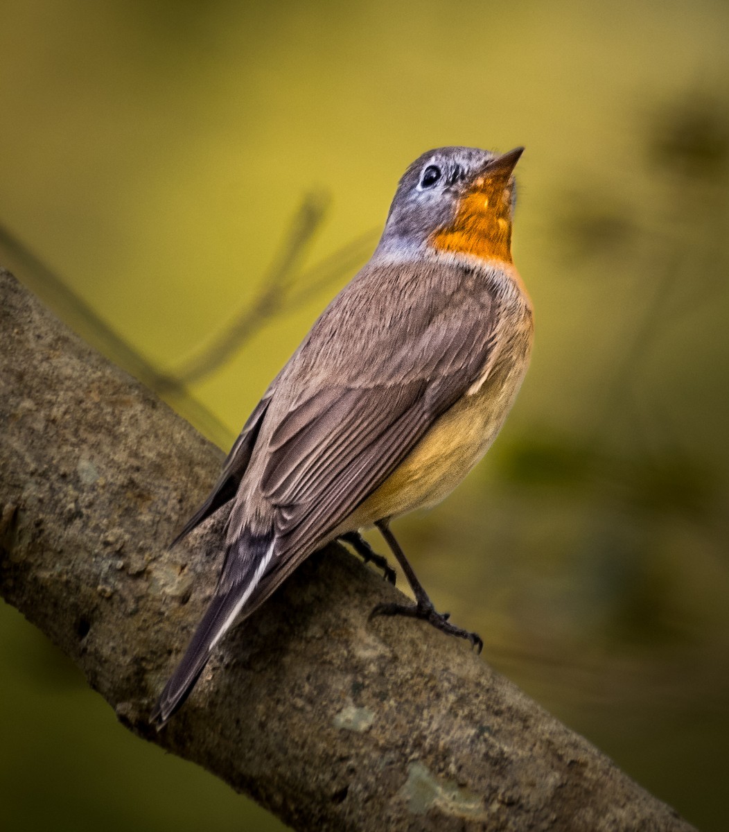 Red-breasted Flycatcher - ML645836390