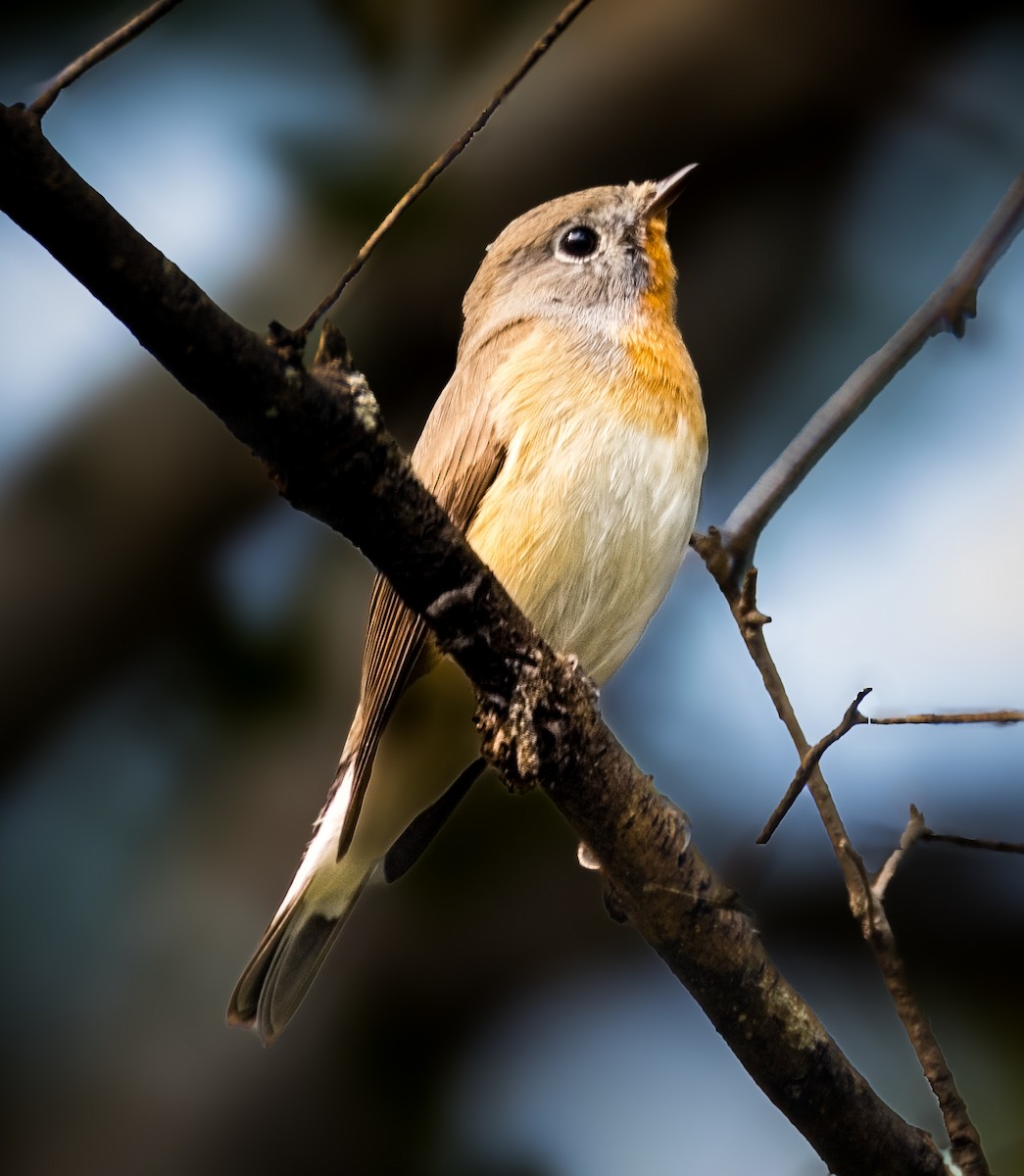 Red-breasted Flycatcher - ML645836391
