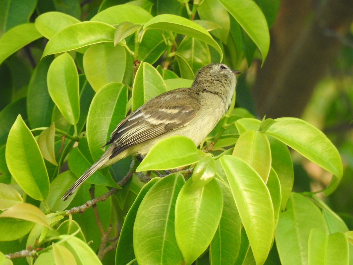 Mouse-colored Tyrannulet - ML645836392