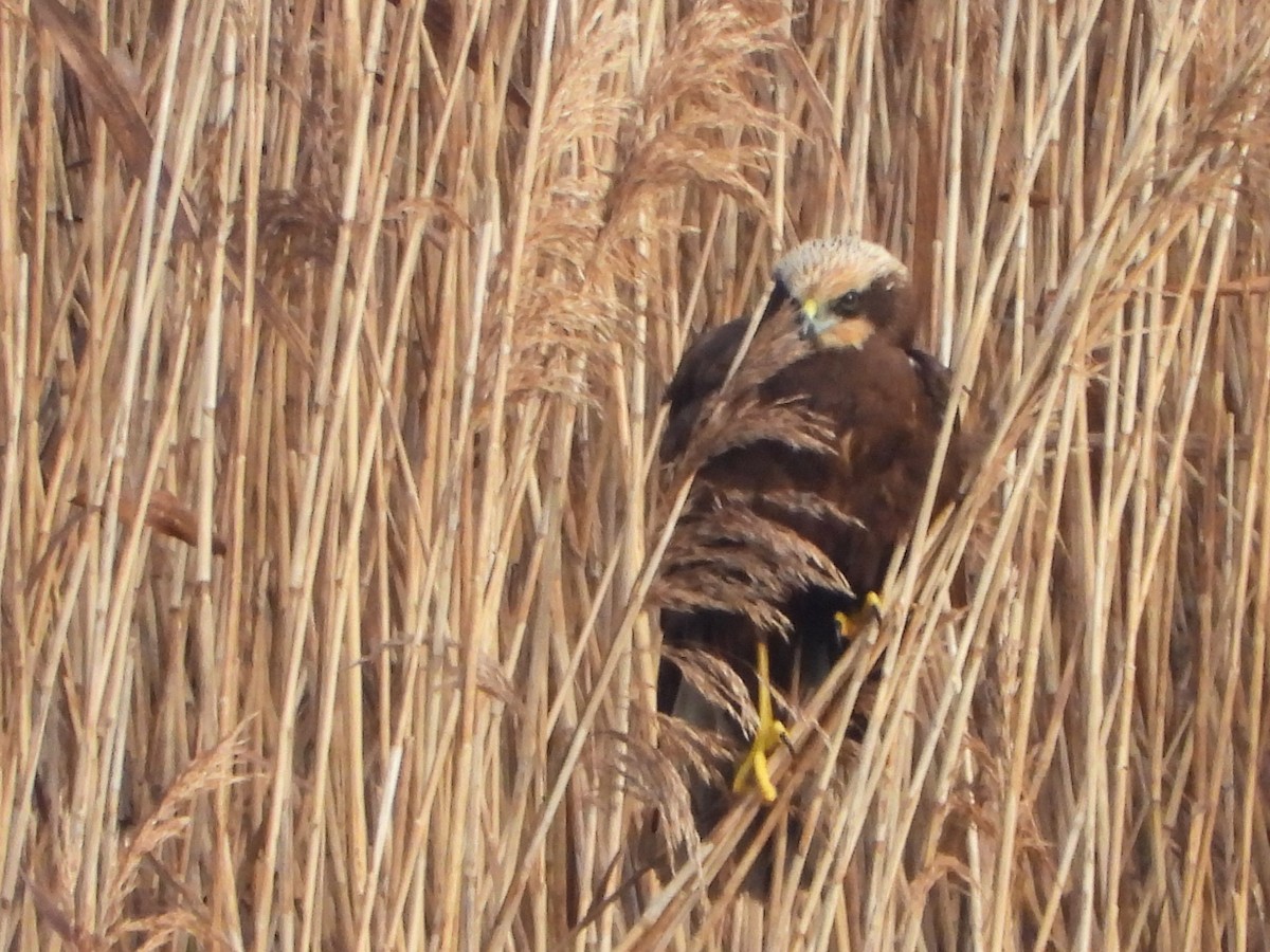 Western Marsh Harrier - ML645836395