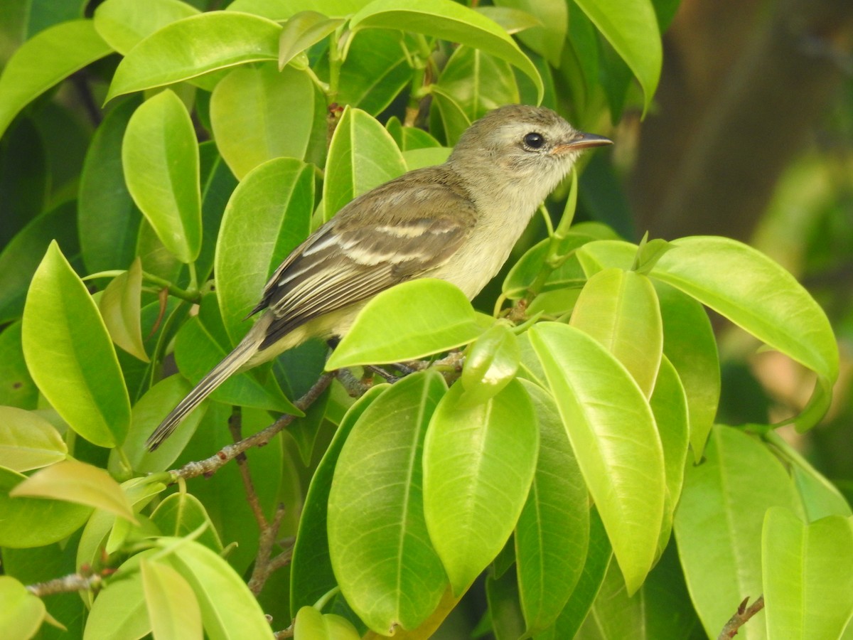 Mouse-colored Tyrannulet - ML645836402