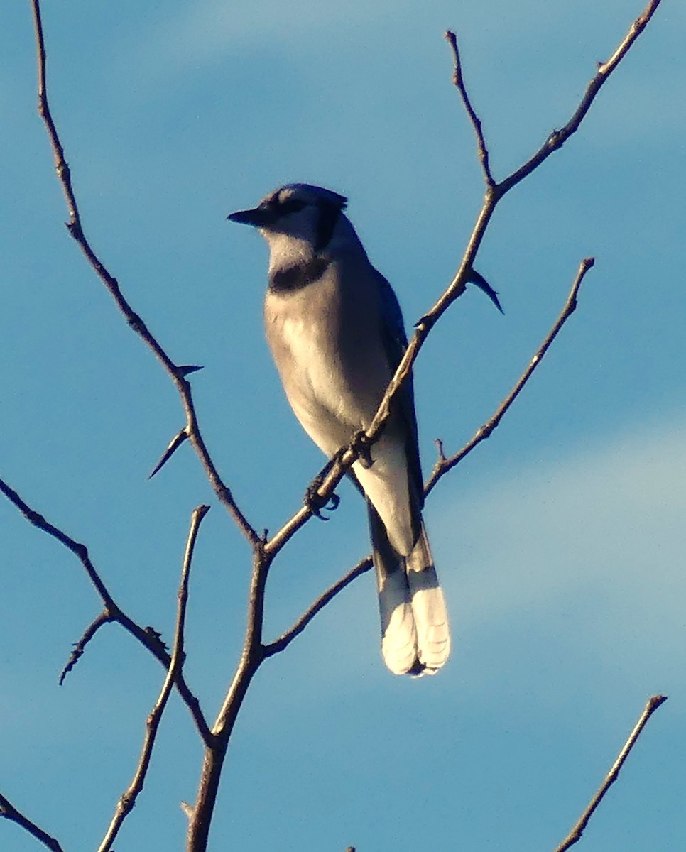 Blue Jay - ML645836406