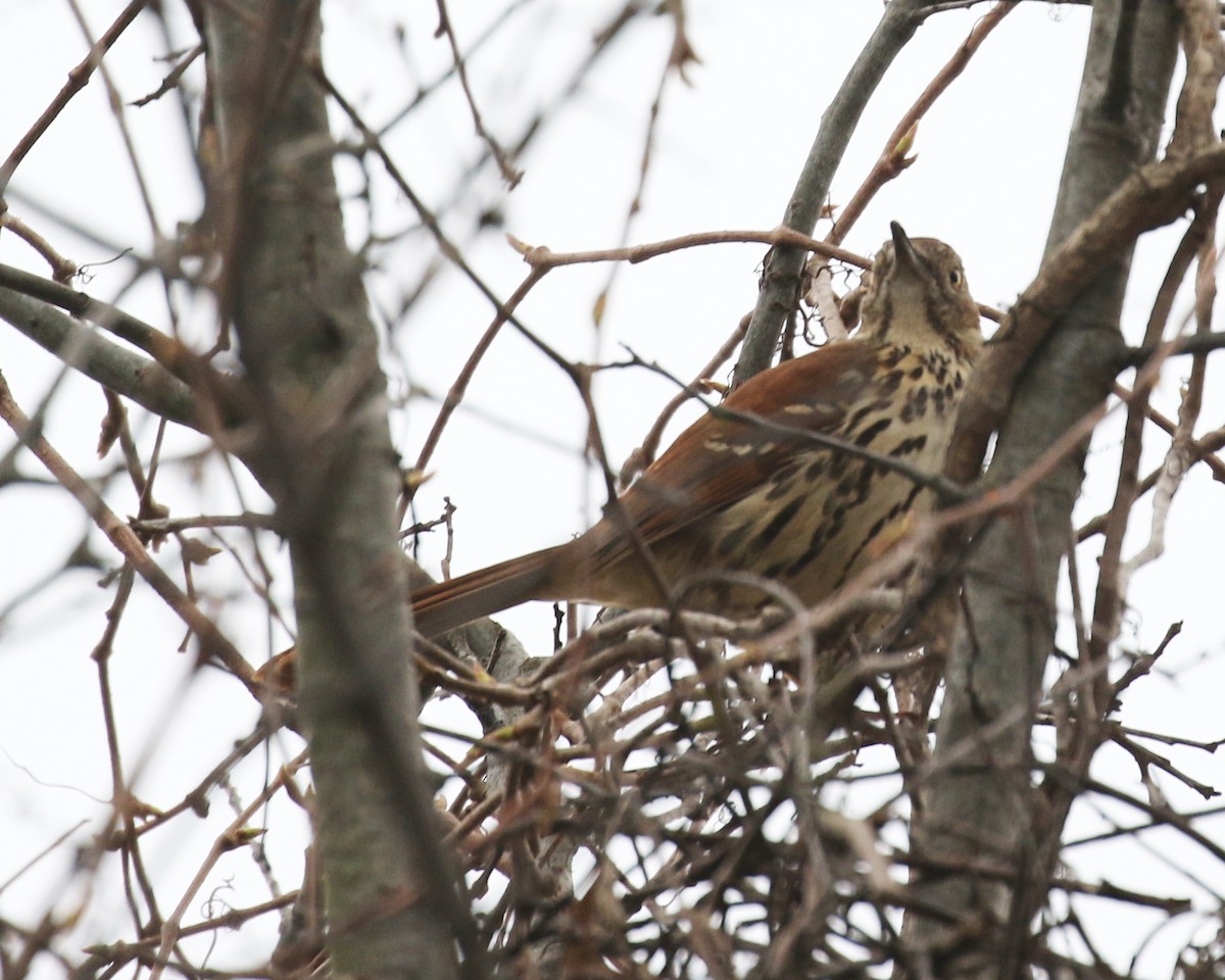 Brown Thrasher - ML645836409