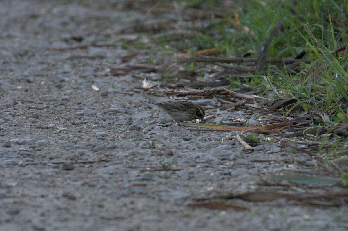 Вівсянка очеретяна - ML645836412