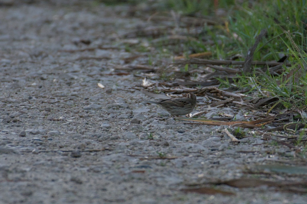 Вівсянка очеретяна - ML645836413