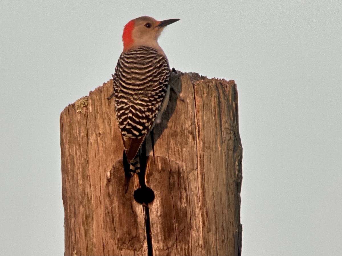 Гіла каролінська - ML645836415