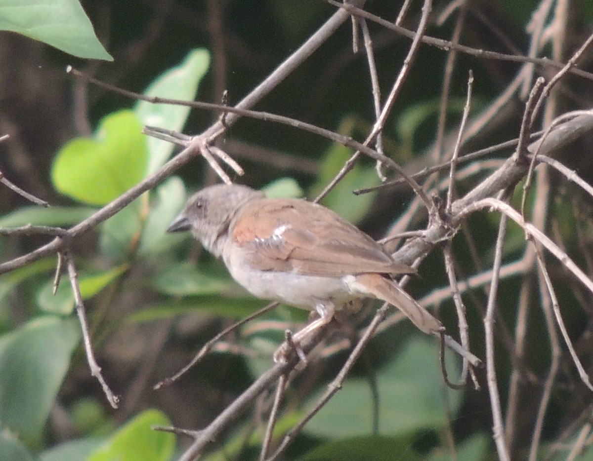 Горобець сіроголовий - ML645836417