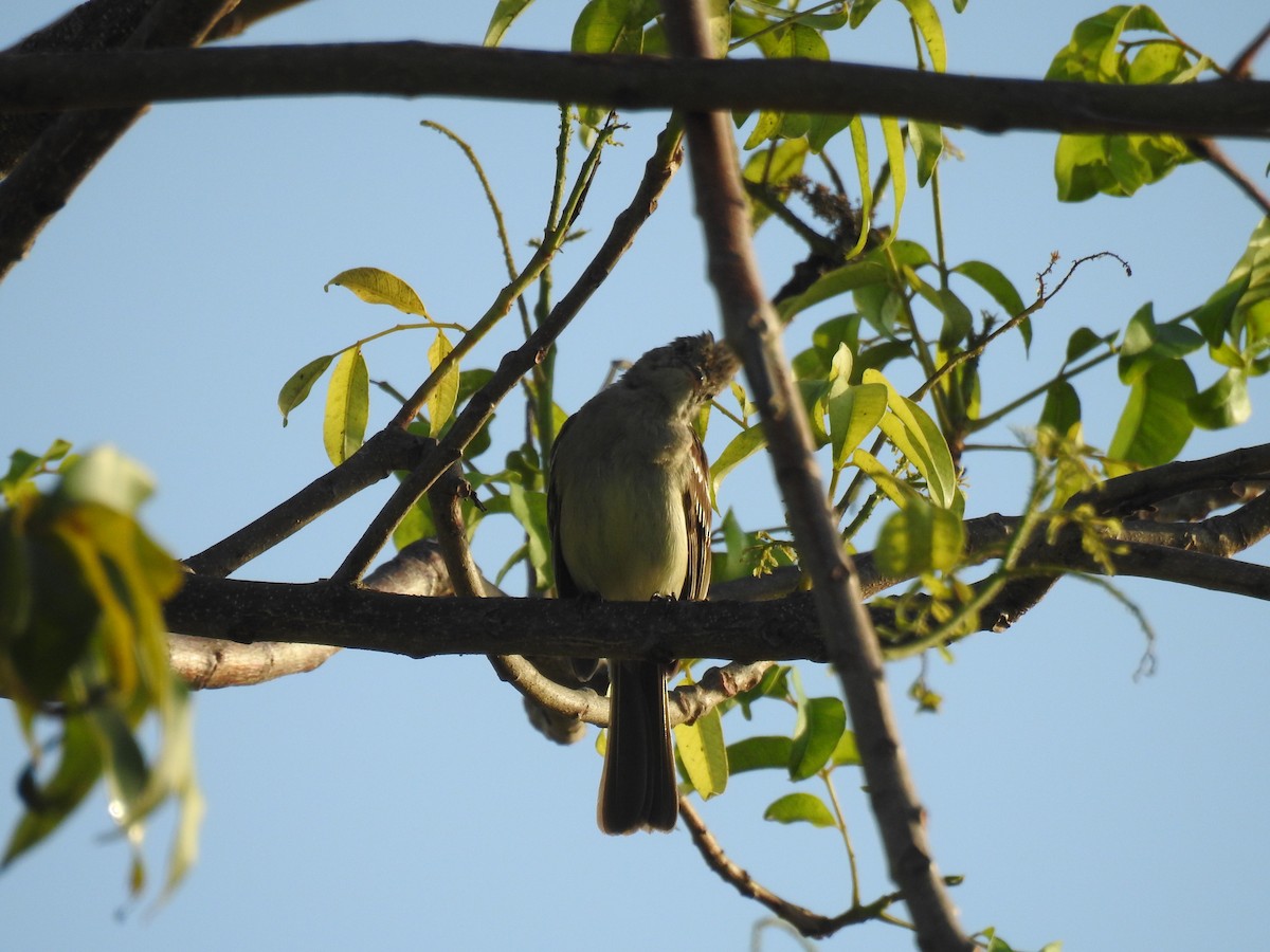 Еленія жовточерева - ML645836420