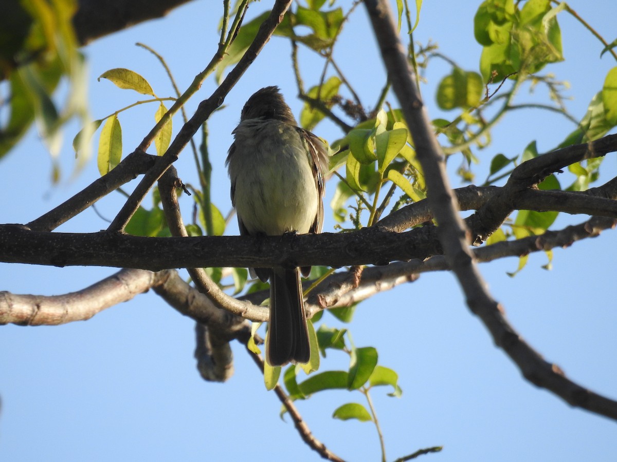 Еленія жовточерева - ML645836424