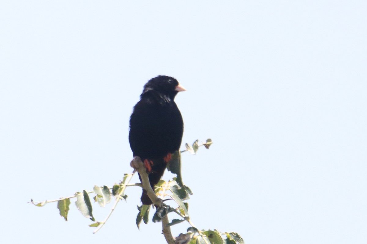 Вдовичка фіолетова - ML645836427