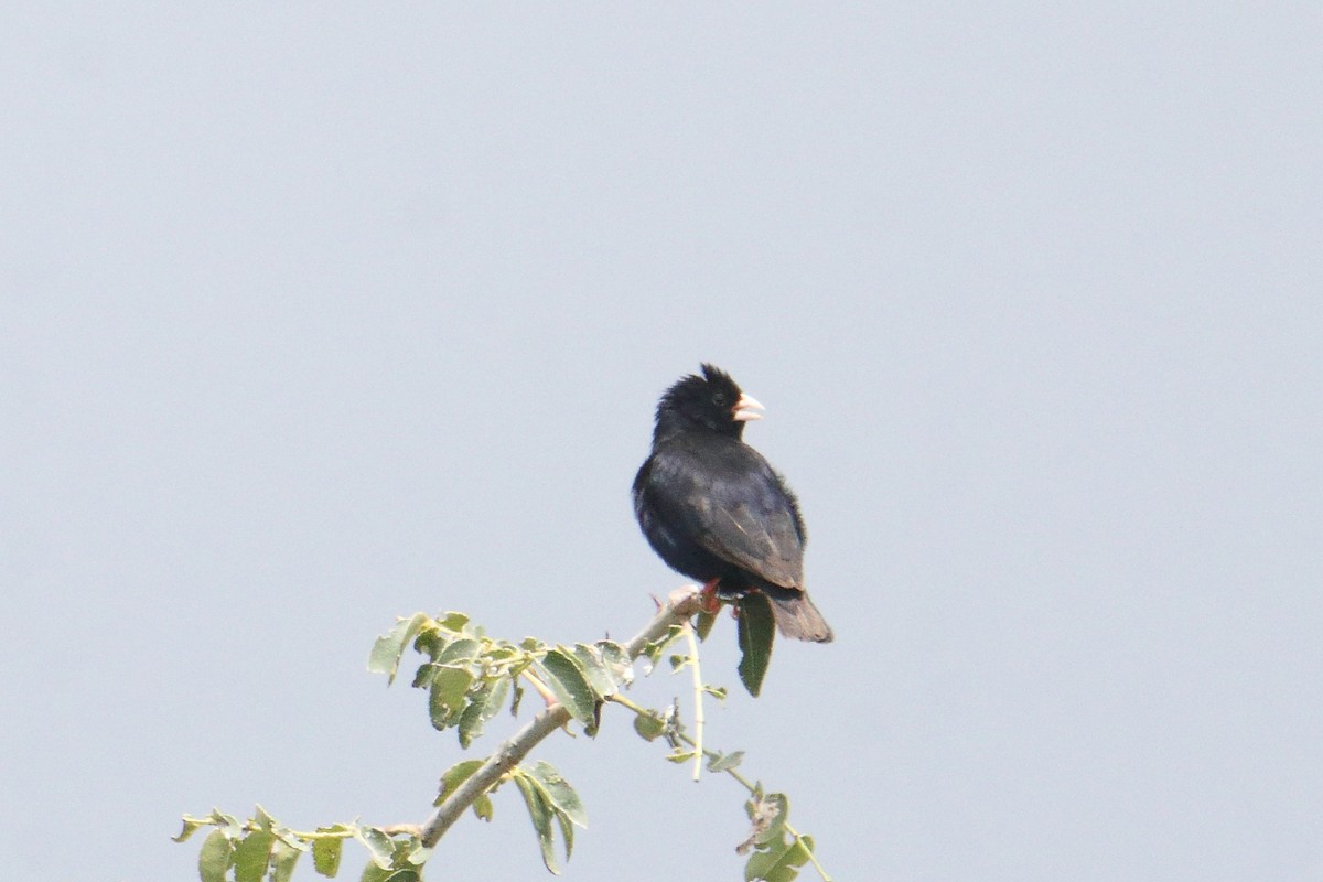 Вдовичка фіолетова - ML645836428