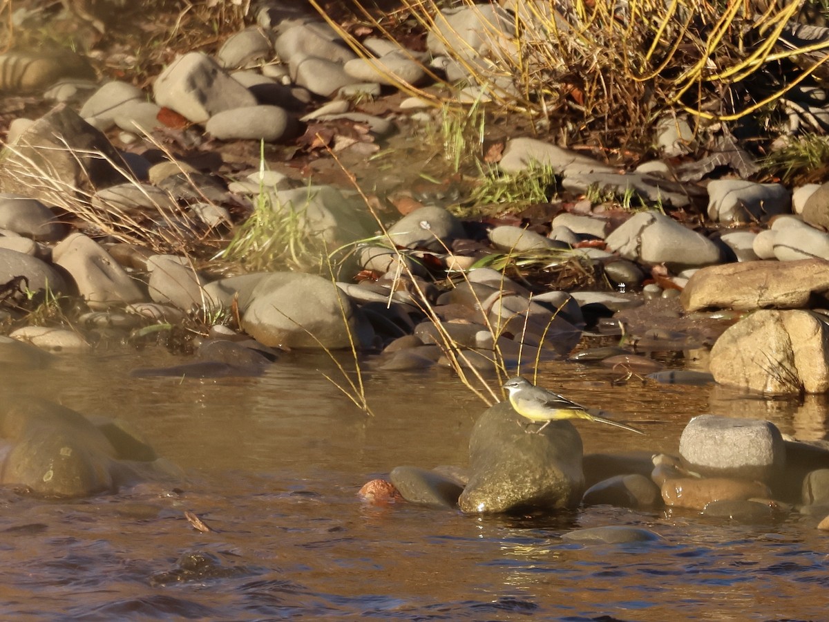 Плиска гірська - ML645836431